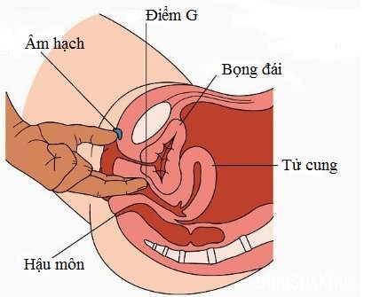 Có thể xác định điểm G bằng cách đưa ngón tay trỏ vào bên trong âm đạo khoảng 2 đốt và móc nhẹ lên phía trên. Vùng này có thể gây hưng phấn khi được kích thích bằng cách massage từ phía trong.
