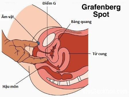 người ta tin rằng điểm G là điểm nhạy cảm và là vị trí quyết định khiến phụ nữ đạt được cực khoái. Điểm G nằm ở thành trước âm đạo, sâu vào trong khoảng vài cm